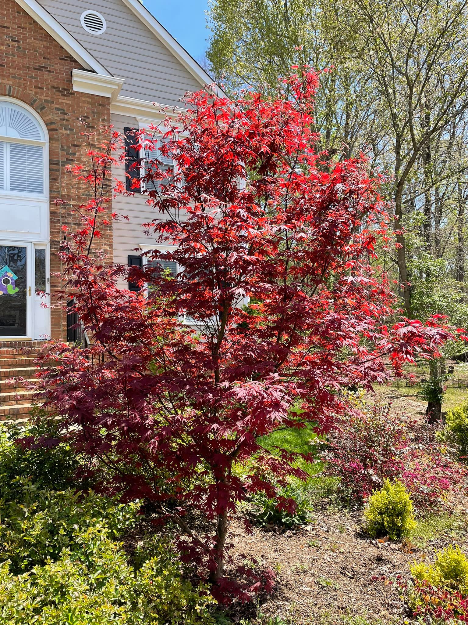 Japanese Maple Trees – Outdoor Living Tip of the Day