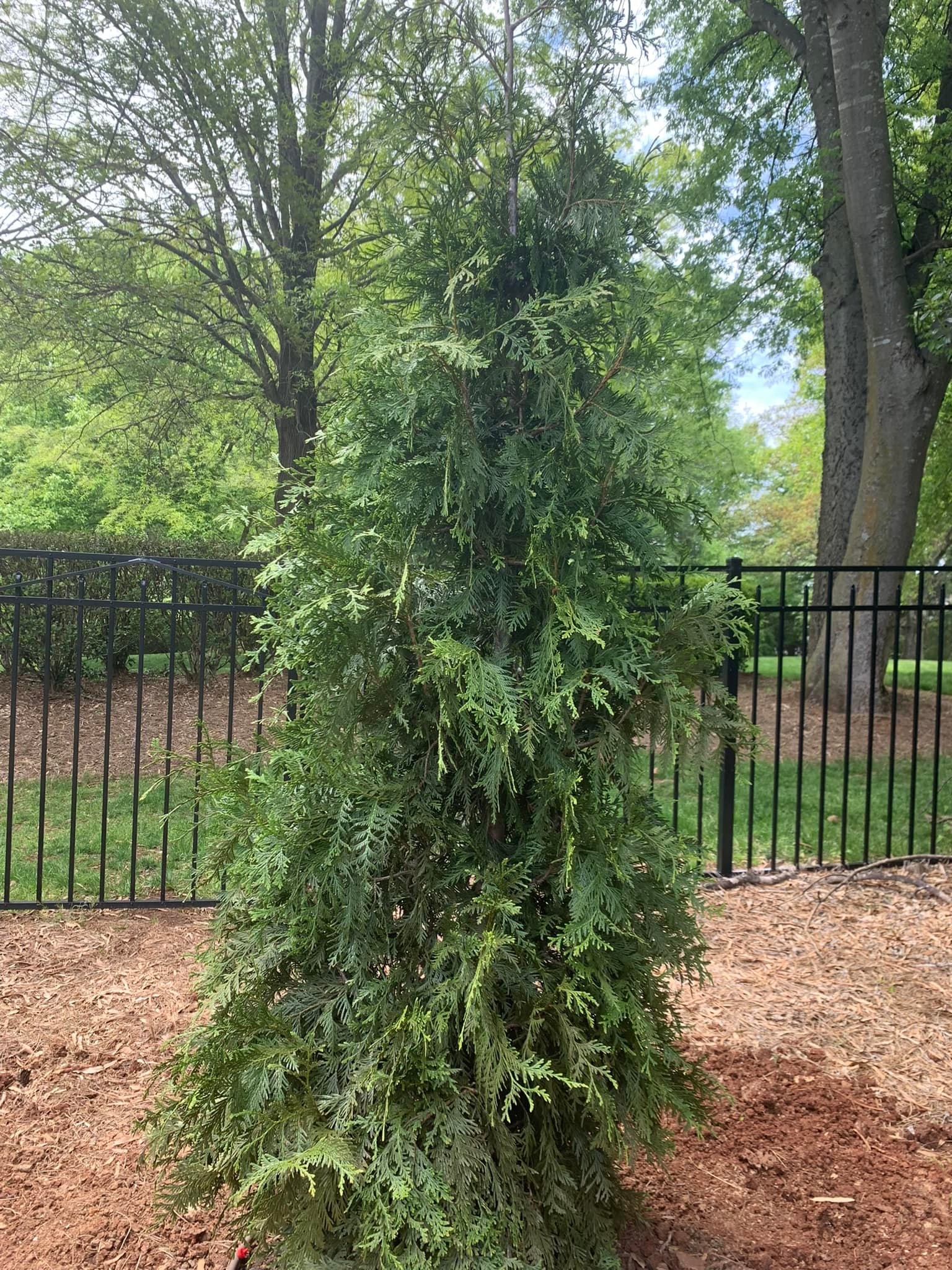 Green Giant Arborvitae Trees – Outdoor Living Tip of the Day
