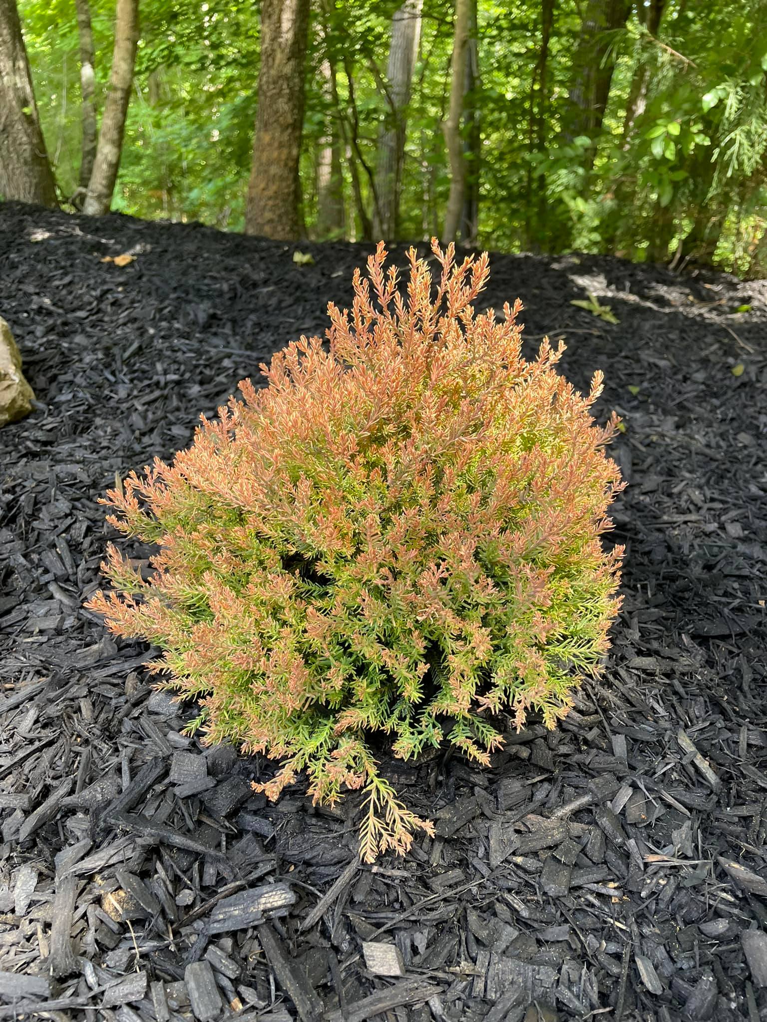 Fire Chief Thuja 🔥 – Outdoor Living Tip of the Day