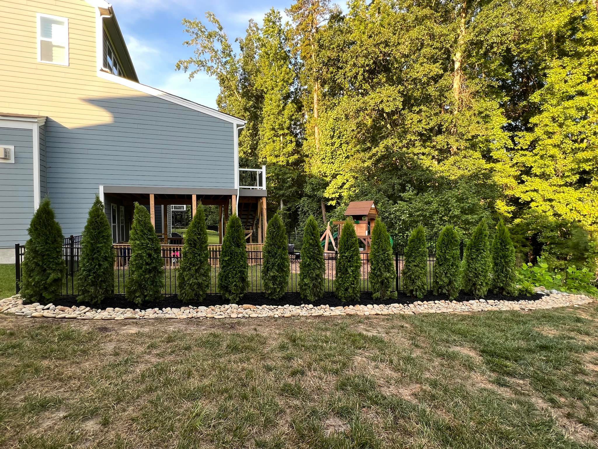 Emerald Green Arborvitae Trees 🌲 🌲 🌲 – Outdoor Living Tip of the Day