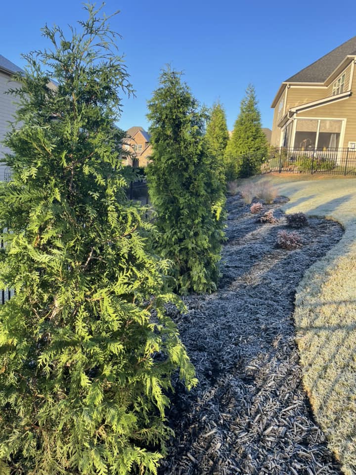 Green Giant Arborvitae Trees – Outdoor Living Tip of the Day