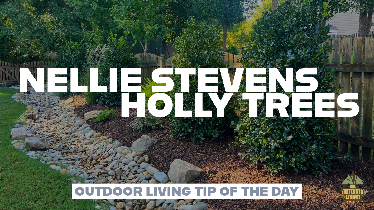 Nellie Stevens Holly Trees – Outdoor Living Tip of the Day