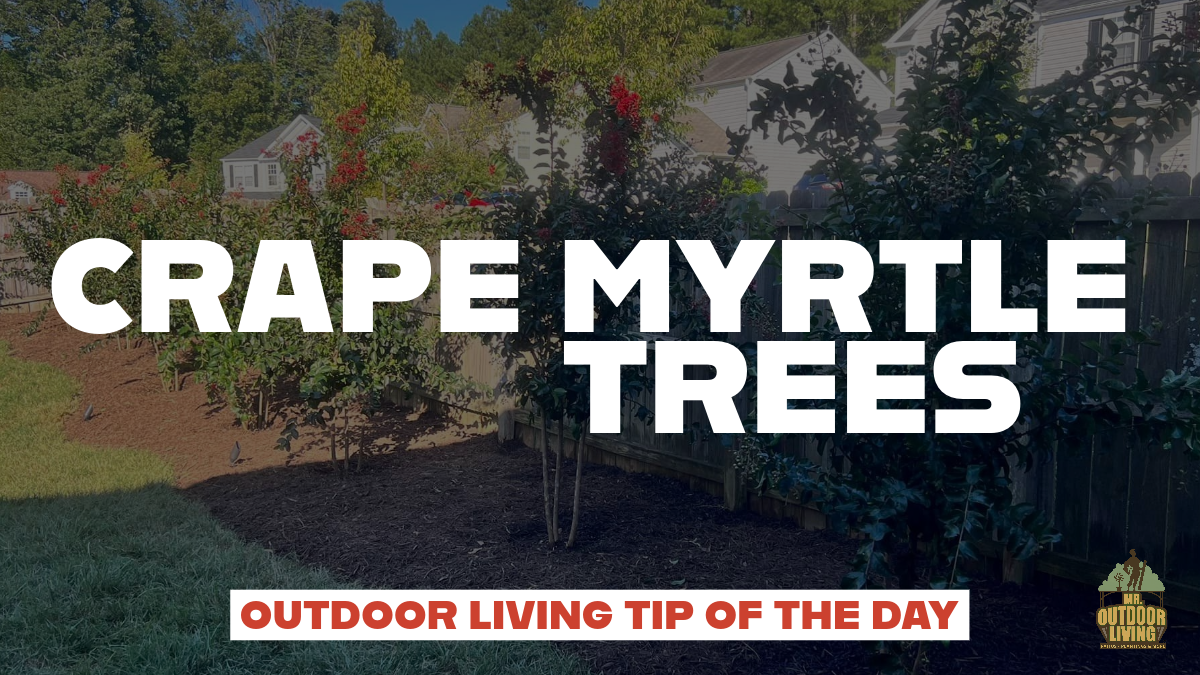 Outdoor Living Tip of the Day – Crape Myrtle Trees