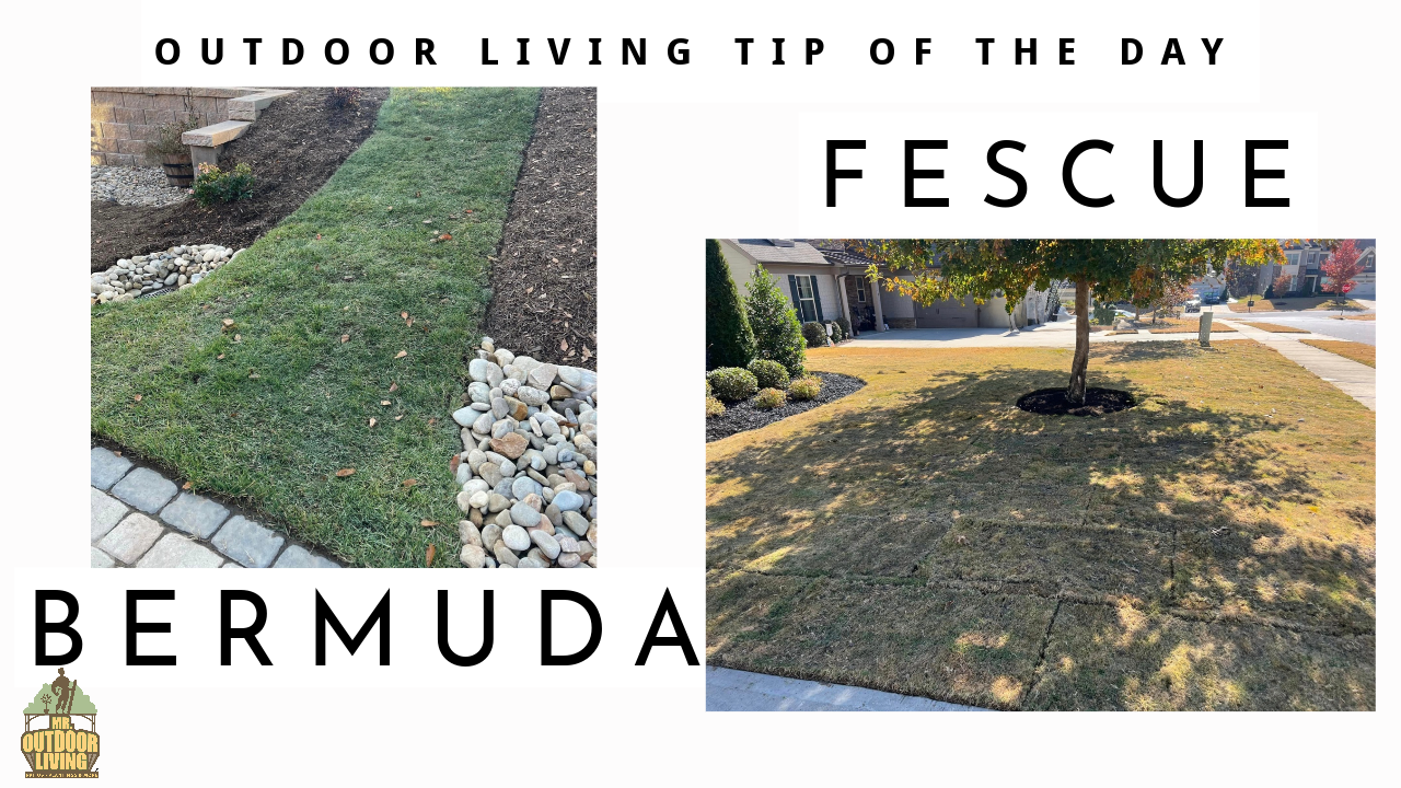 Fescue vs. Bermuda Grass – Outdoor Living Tip of the Day