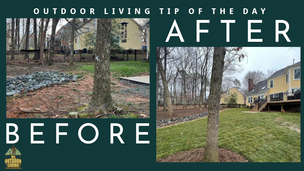 Fescue Grass Lawn – Outdoor Living Tip of the Day