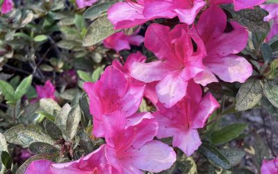 Landscaping Blooms – Outdoor Living Tip of the Day