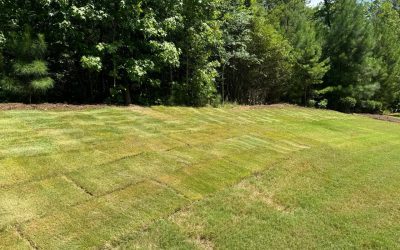 TifTuf Bermuda Sod – Outdoor Living Tip of the Day