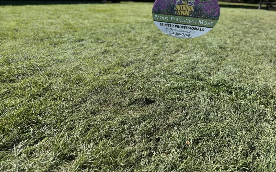 Fescue Grass Sod – Mr. Outdoor Living Tip of the Day