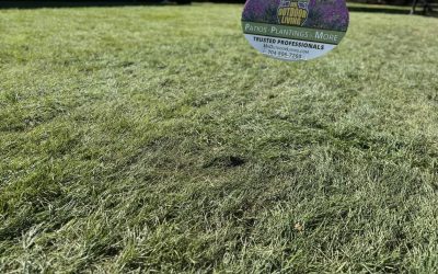 Fescue Grass Sod – Mr. Outdoor Living Tip of the Day