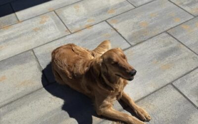 Pets on the Patio – Mr. Outdoor Living Tip of the Day