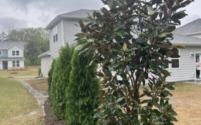 Privacy Landscaping – Mr. Outdoor Living® Tip of the Day