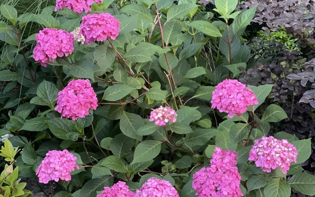 Landscaping in Charlotte – Mr. Outdoor Living Tip of the Day