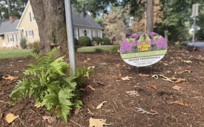 Best Landscaper in Charlotte – Mr. Outdoor Living Tip of the Day