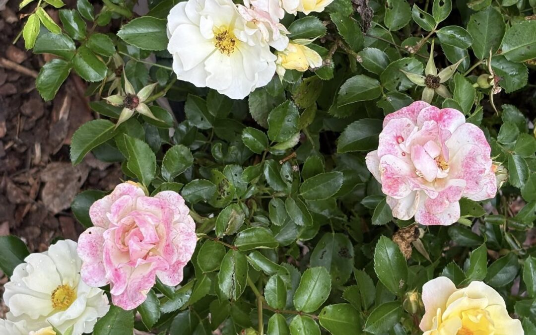 Popcorn Drift Roses – Mr. Outdoor Living Tip of the Day