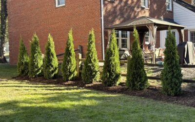 Privacy Landscaping – Mr. Outdoor Living Tip of the Day