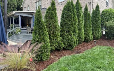 Privacy Plantings – Mr. Outdoor Living Tip of the Day