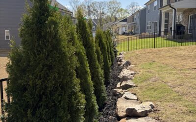 Privacy plantings, emerald green arborvitae