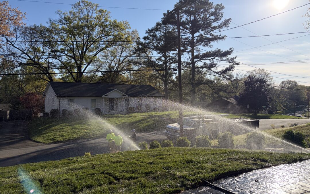 Irrigation fescue sod