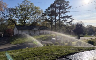 Irrigation fescue sod