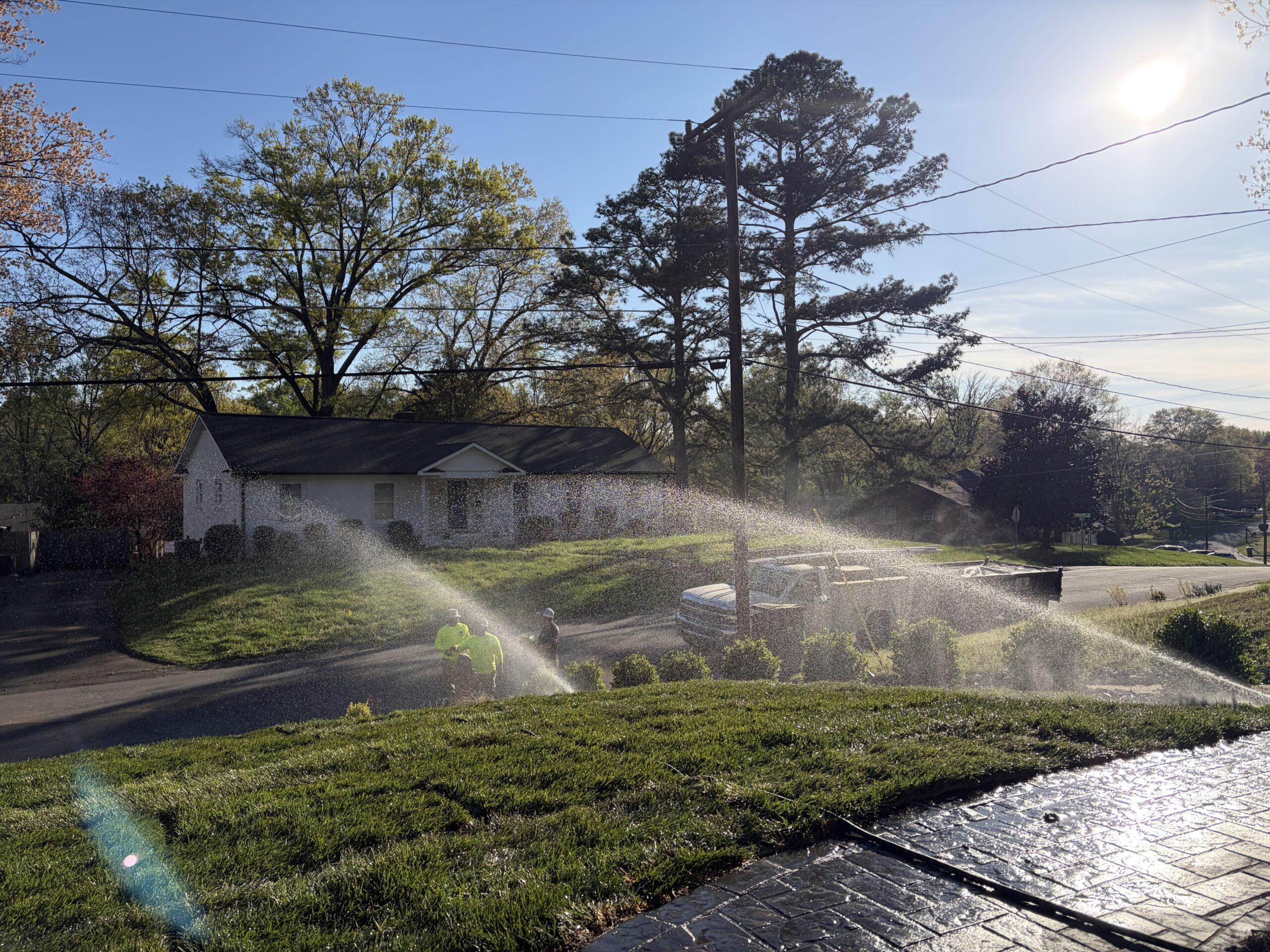 Irrigation fescue sod